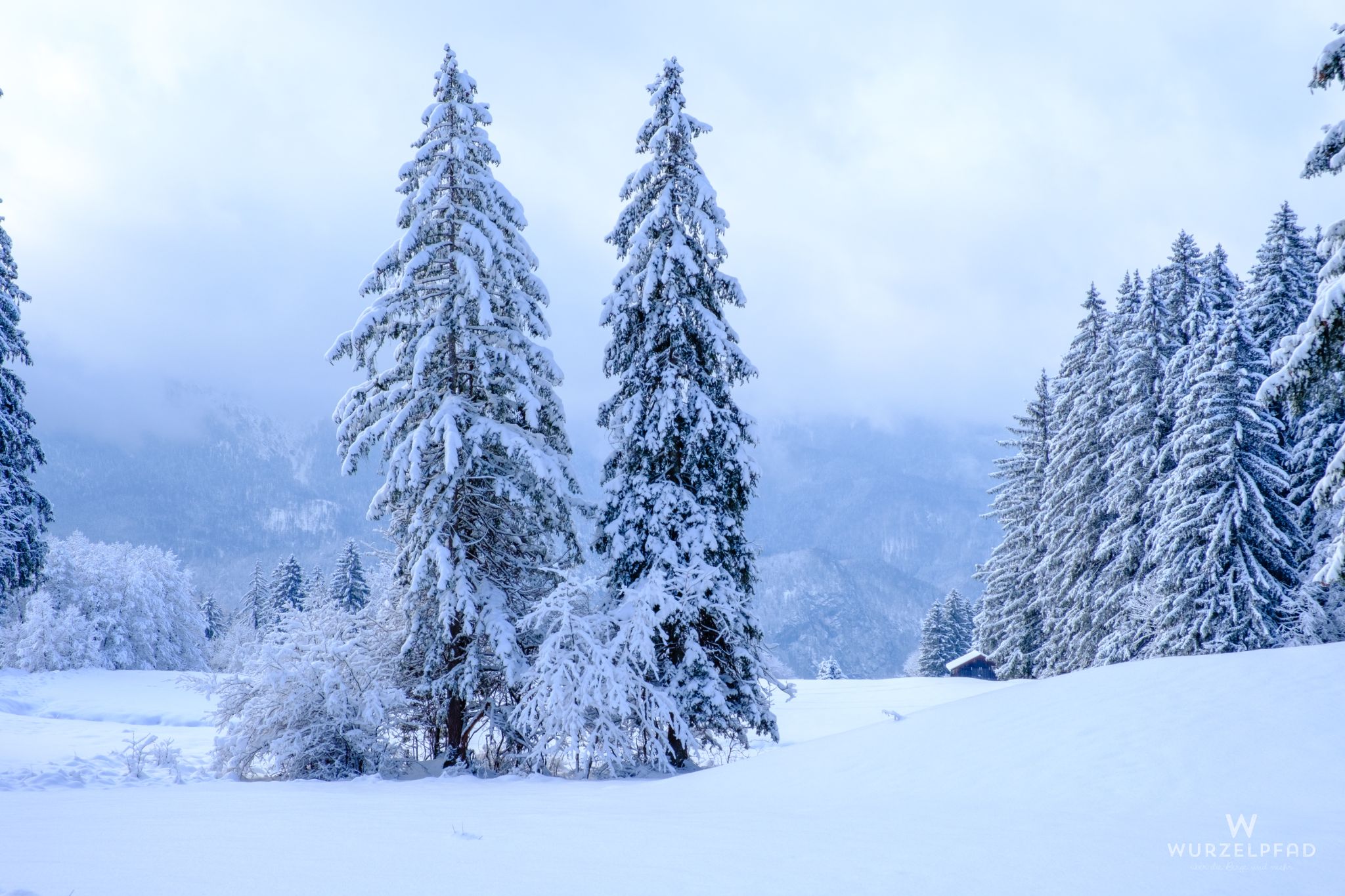 Zwei Bäume auf der Kohlleite